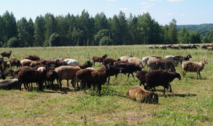 В Хабаровском крае стало меньше свиней, коз и овец