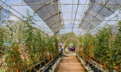 В Комсомольске-на-Амуре наращивают производство овощей в закрытом грунте