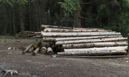 В Хабаровском крае вводят запрет на вывоз леса-кругляка