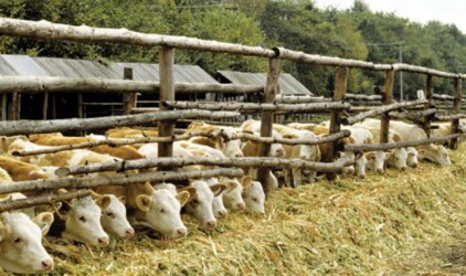 В Хабаровском крае личные подсобные хозяйства получат 10 млн рублей