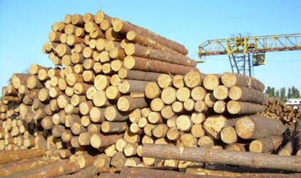 Хабаровский край снижает долю кругляка в экспорте леса‍