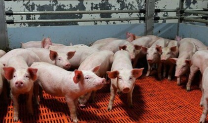 В Хабаровском крае в новый свинокомплекс инвестируют 2,2 млрд рублей