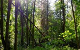 В Хабаровском крае развитию экономики поможет эффективное использование лесного фонда
