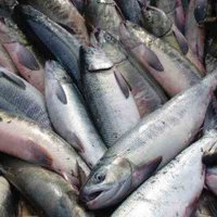 Рыбодобывающим компаниям подняли квоты на вылов лосося