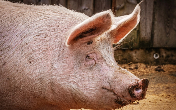 В Хабаровском крае ищут инвестора для строительства свинофермы