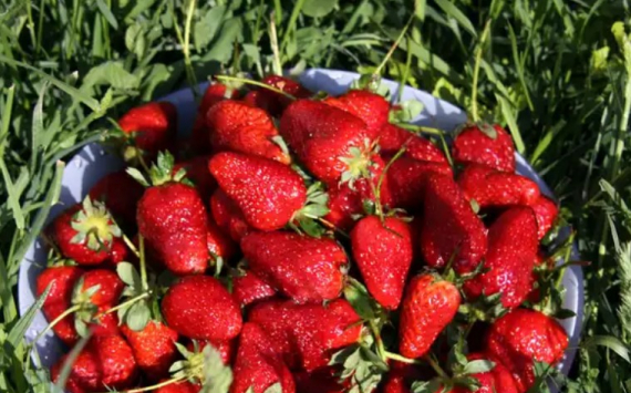 В Хабаровском крае компенсируют расходы бизнеса на выращивание ягод