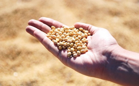 В Хабаровском крае‍ запустят завод по выращиванию элитных семян сои